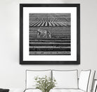 Zebra Field by Dariusz Klimczak on GIANT ART - gray photo illustration