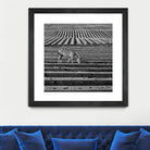 Zebra Field by Dariusz Klimczak on GIANT ART - gray photo illustration