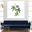 Vintage Blue Passionflower Botanical Illustration by Raul Andre Petrasanta on GIANT ART - blue mixed media