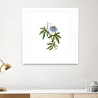 Vintage Blue Passionflower Botanical Illustration by Raul Andre Petrasanta on GIANT ART - blue mixed media