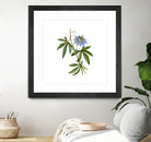 Vintage Blue Passionflower Botanical Illustration by Raul Andre Petrasanta on GIANT ART - blue mixed media