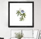 Vintage Blue Passionflower Botanical Illustration by Raul Andre Petrasanta on GIANT ART - blue mixed media