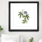 Vintage Blue Passionflower Botanical Illustration by Raul Andre Petrasanta on GIANT ART - blue mixed media