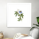 Vintage Blue Passionflower Botanical Illustration by Raul Andre Petrasanta on GIANT ART - blue mixed media