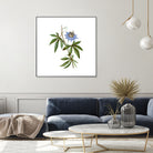 Vintage Blue Passionflower Botanical Illustration by Raul Andre Petrasanta on GIANT ART - blue mixed media