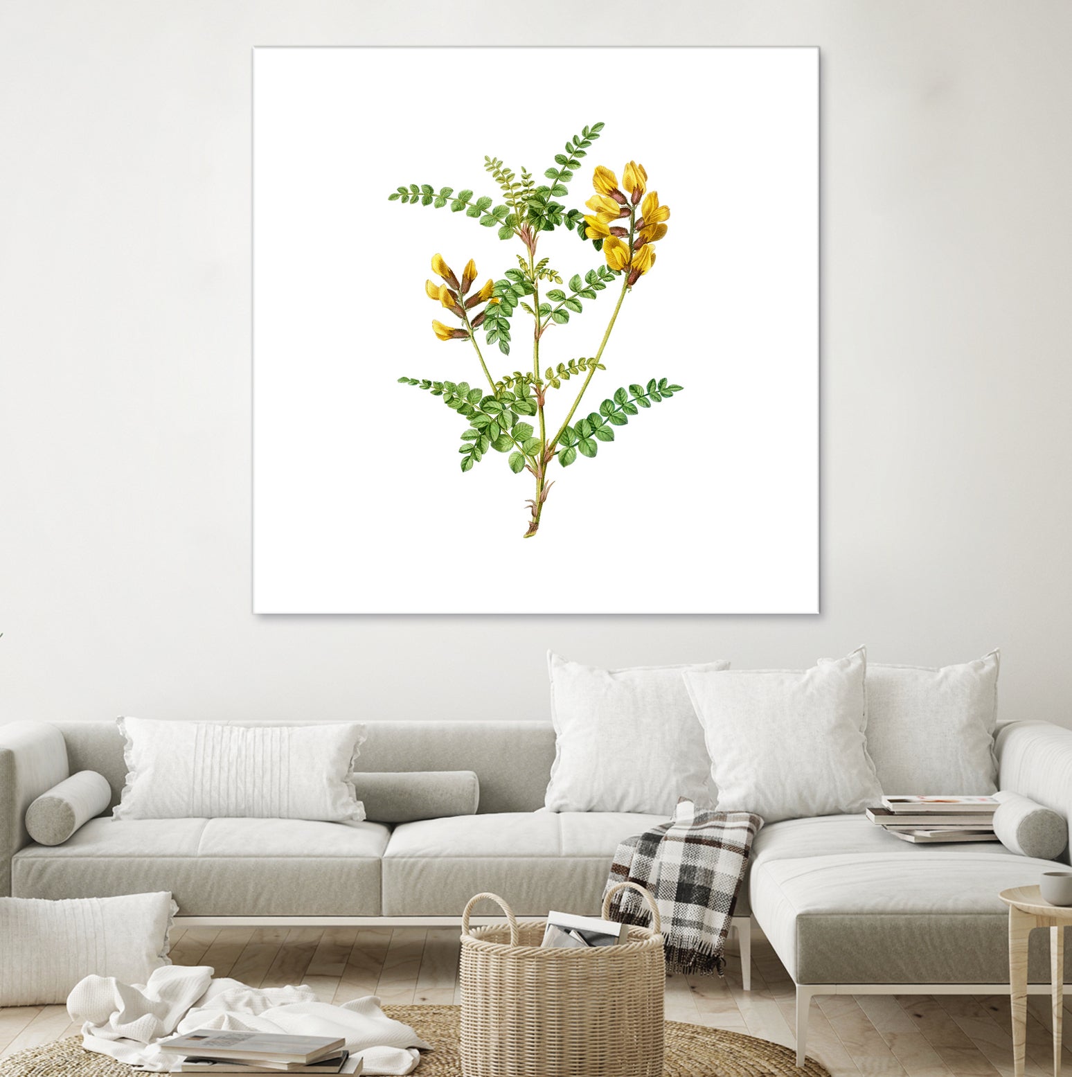 Vintage Calophaca Wolgarica Botanical Illustration by Raul Andre Petrasanta on GIANT ART - yellow mixed media