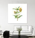 Vintage Calophaca Wolgarica Botanical Illustration by Raul Andre Petrasanta on GIANT ART - yellow mixed media