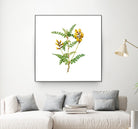 Vintage Calophaca Wolgarica Botanical Illustration by Raul Andre Petrasanta on GIANT ART - yellow mixed media