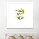 Vintage Calophaca Wolgarica Botanical Illustration by Raul Andre Petrasanta on GIANT ART - yellow mixed media