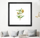 Vintage Calophaca Wolgarica Botanical Illustration by Raul Andre Petrasanta on GIANT ART - yellow mixed media