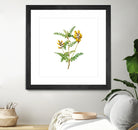 Vintage Calophaca Wolgarica Botanical Illustration by Raul Andre Petrasanta on GIANT ART - yellow mixed media