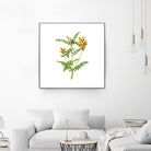 Vintage Calophaca Wolgarica Botanical Illustration by Raul Andre Petrasanta on GIANT ART - yellow mixed media