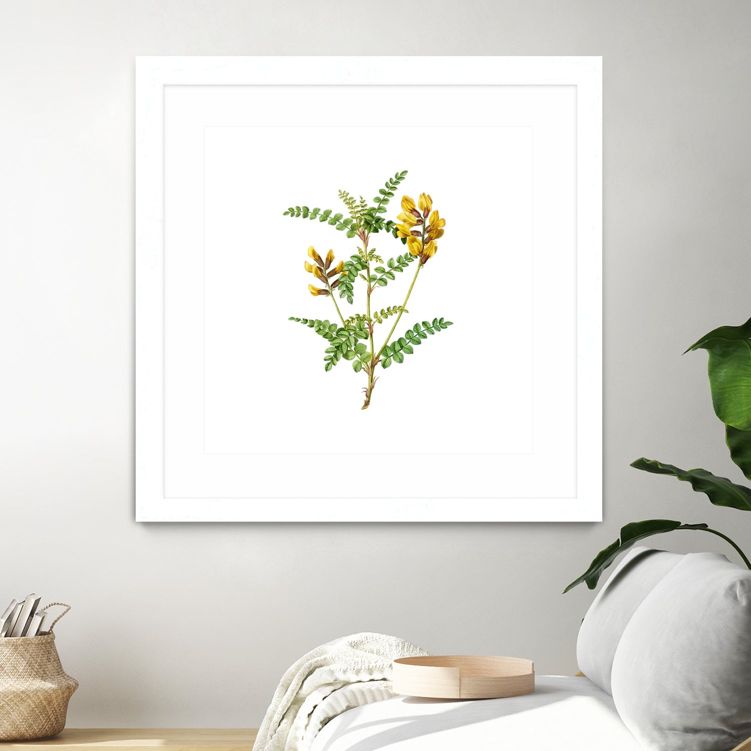 Vintage Calophaca Wolgarica Botanical Illustration by Raul Andre Petrasanta on GIANT ART - yellow mixed media