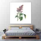 Vintage Common Pink Lilac Plant Botanical Illustratio by Raul Andre Petrasanta on GIANT ART - pink mixed media