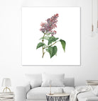 Vintage Common Pink Lilac Plant Botanical Illustratio by Raul Andre Petrasanta on GIANT ART - pink mixed media