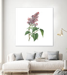 Vintage Common Pink Lilac Plant Botanical Illustratio by Raul Andre Petrasanta on GIANT ART - pink mixed media