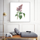 Vintage Common Pink Lilac Plant Botanical Illustratio by Raul Andre Petrasanta on GIANT ART - pink mixed media