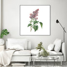 Vintage Common Pink Lilac Plant Botanical Illustratio by Raul Andre Petrasanta on GIANT ART - pink mixed media