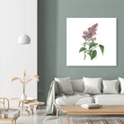 Vintage Common Pink Lilac Plant Botanical Illustratio by Raul Andre Petrasanta on GIANT ART - pink mixed media