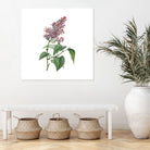 Vintage Common Pink Lilac Plant Botanical Illustratio by Raul Andre Petrasanta on GIANT ART - pink mixed media