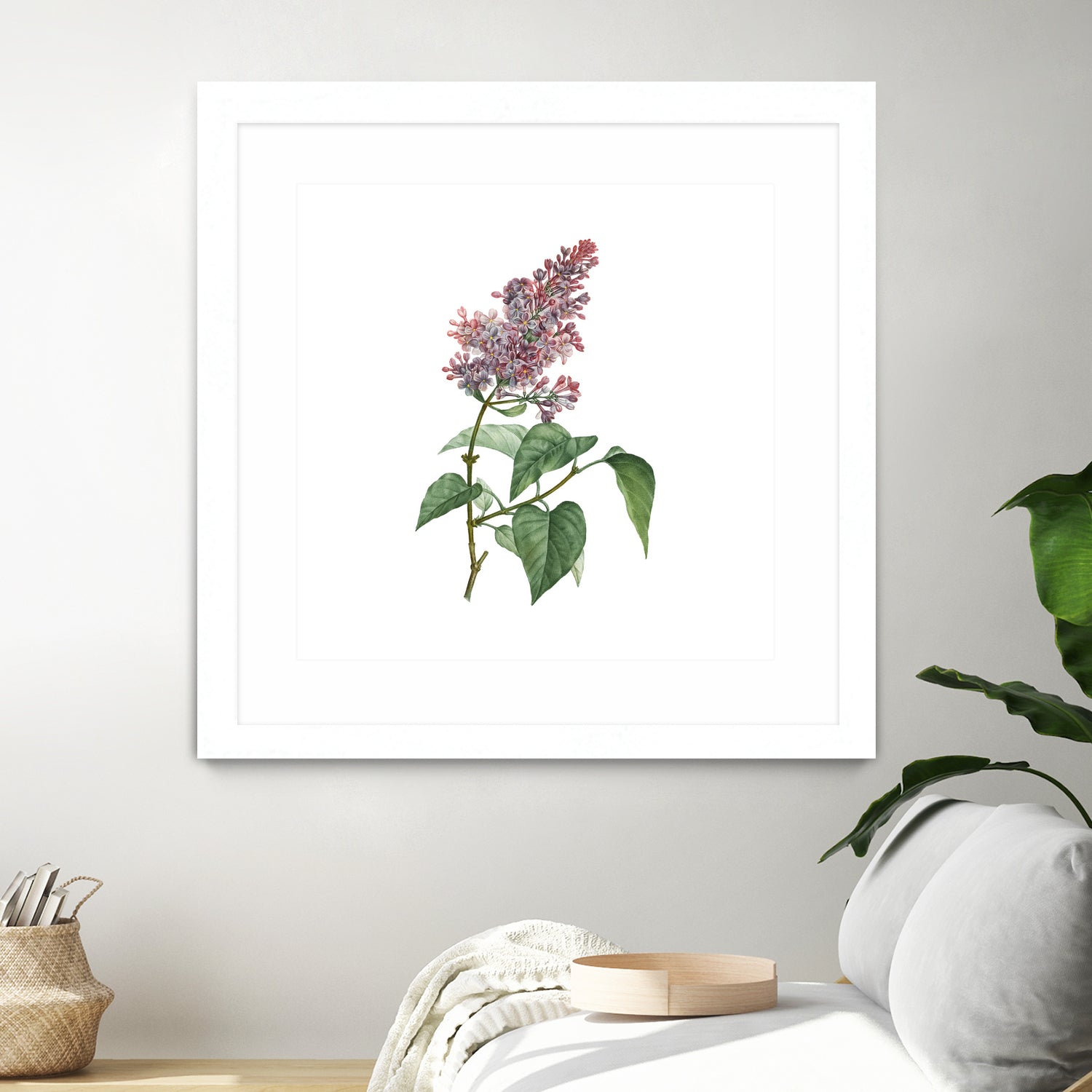 Vintage Common Pink Lilac Plant Botanical Illustratio by Raul Andre Petrasanta on GIANT ART - pink mixed media