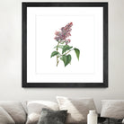 Vintage Common Pink Lilac Plant Botanical Illustratio by Raul Andre Petrasanta on GIANT ART - pink mixed media