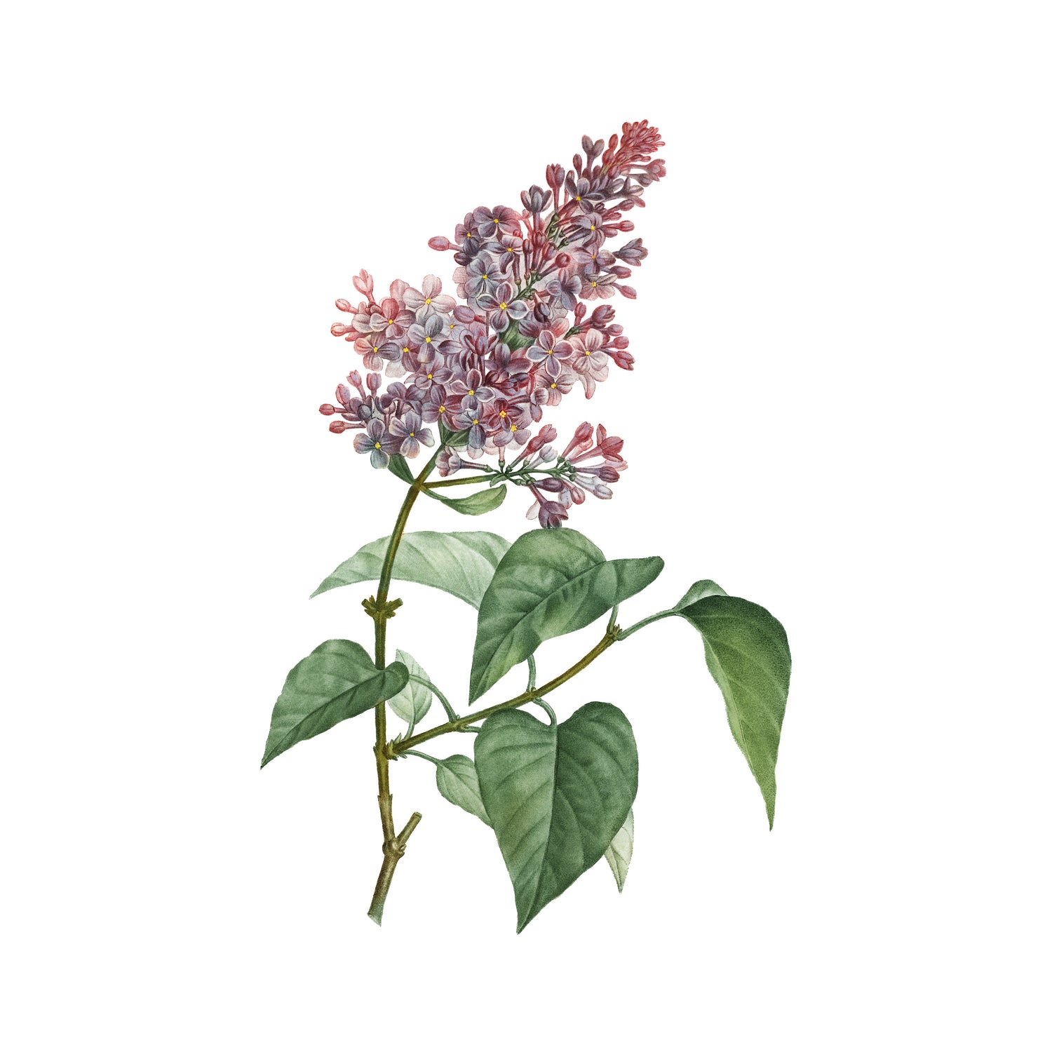 Vintage Common Pink Lilac Plant Botanical Illustratio by Raul Andre Petrasanta on GIANT ART - pink mixed media