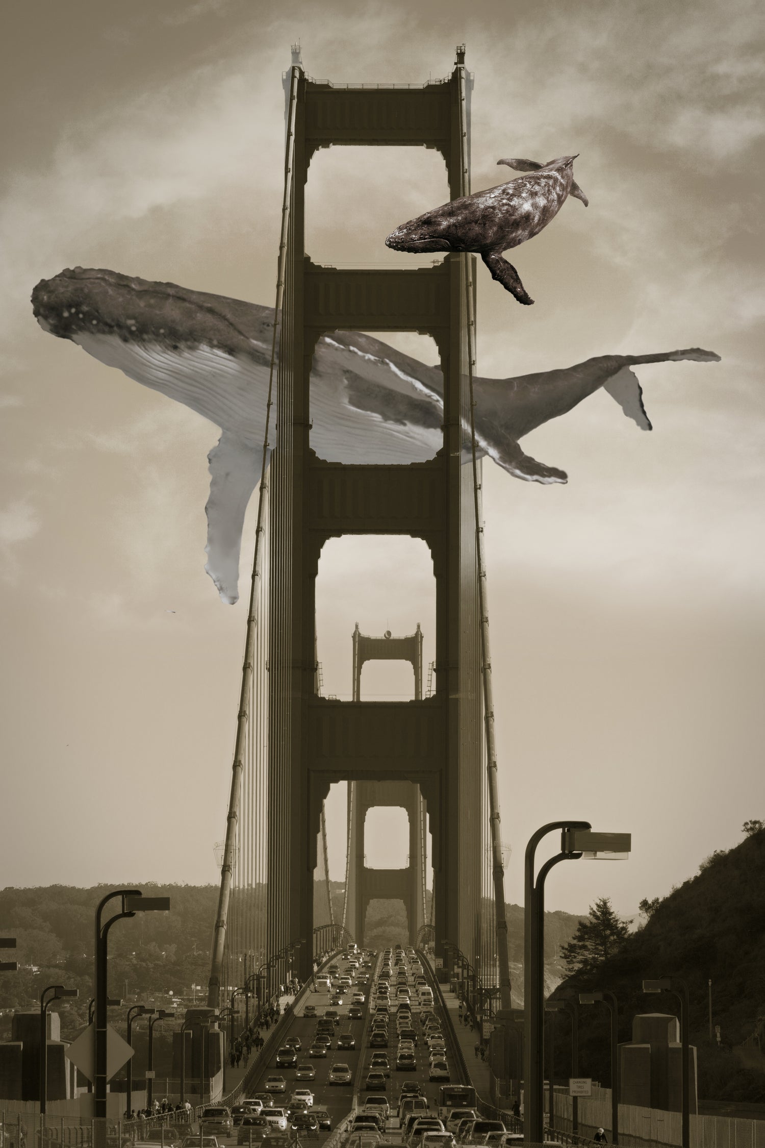 Whale Watching at the Golden Gate Bridge by David Loblaw on GIANT ART - gray photo illustration