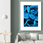 Succulent raindrops in blue by IOANNA PAPANIKOLAOU on GIANT ART - blue photo illustration