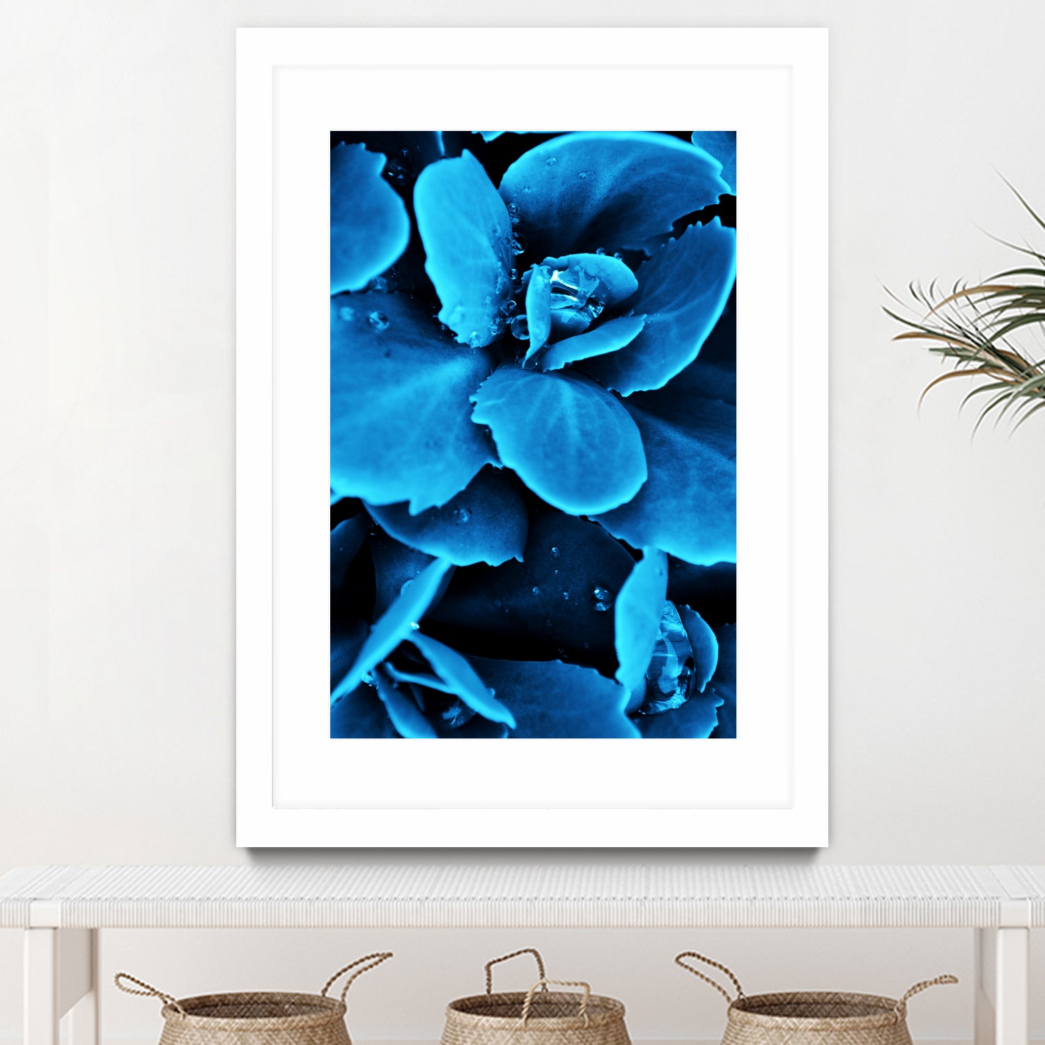 Succulent raindrops in blue by IOANNA PAPANIKOLAOU on GIANT ART - blue photo illustration