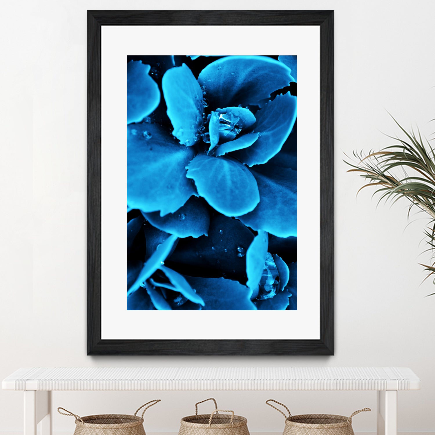 Succulent raindrops in blue by IOANNA PAPANIKOLAOU on GIANT ART - blue photo illustration