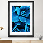 Succulent raindrops in blue by IOANNA PAPANIKOLAOU on GIANT ART - blue photo illustration