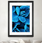 Succulent raindrops in blue by IOANNA PAPANIKOLAOU on GIANT ART - blue photo illustration