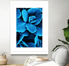 Succulent raindrops in blue by IOANNA PAPANIKOLAOU on GIANT ART - blue photo illustration