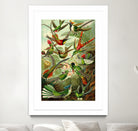 Colibri - Ernst Haeckel by Andrea Almering on GIANT ART - black digital painting