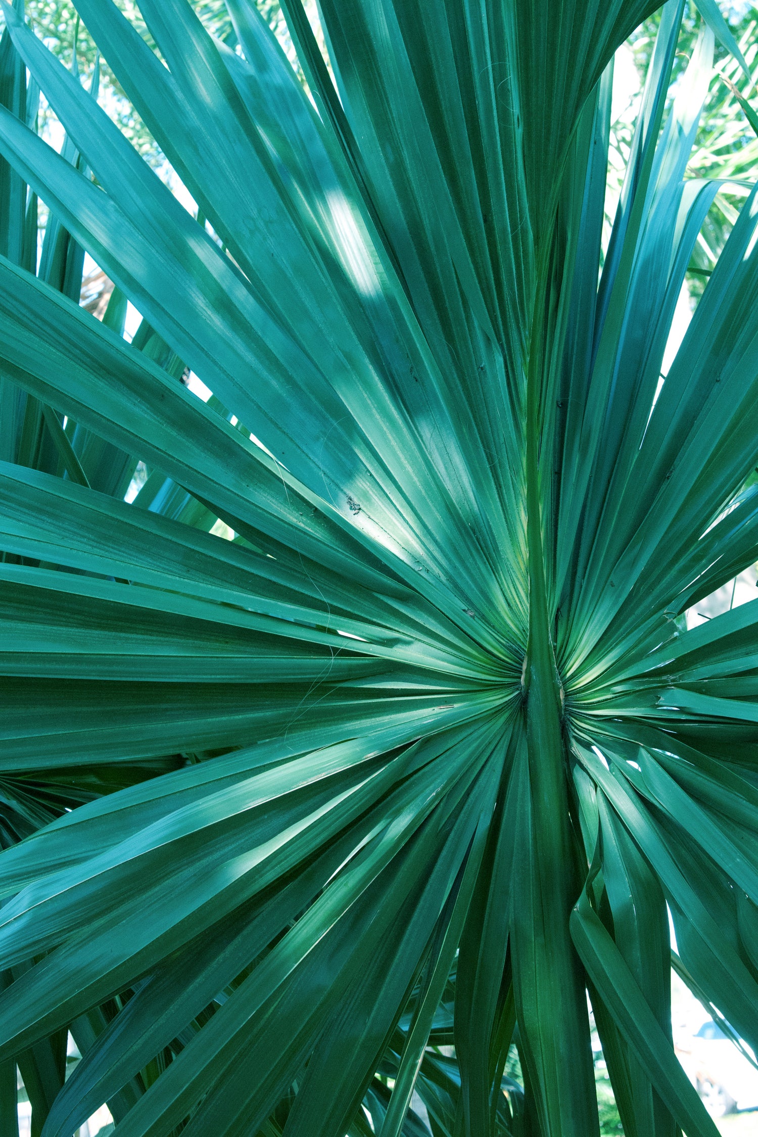 Tropical Fan Palm Finesse #1 #tropical #wall #decor #art by Anita & Bella Jantz on GIANT ART - green photo manipulation