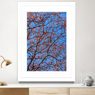 The red leaves in the early spring by Studio OMG on GIANT ART - red photo illustration