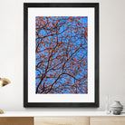 The red leaves in the early spring by Studio OMG on GIANT ART - red photo illustration