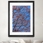 The red leaves in the early spring by Studio OMG on GIANT ART - red photo illustration