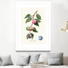 Macaron Plant by Jonas Loose on GIANT ART - green digital drawing