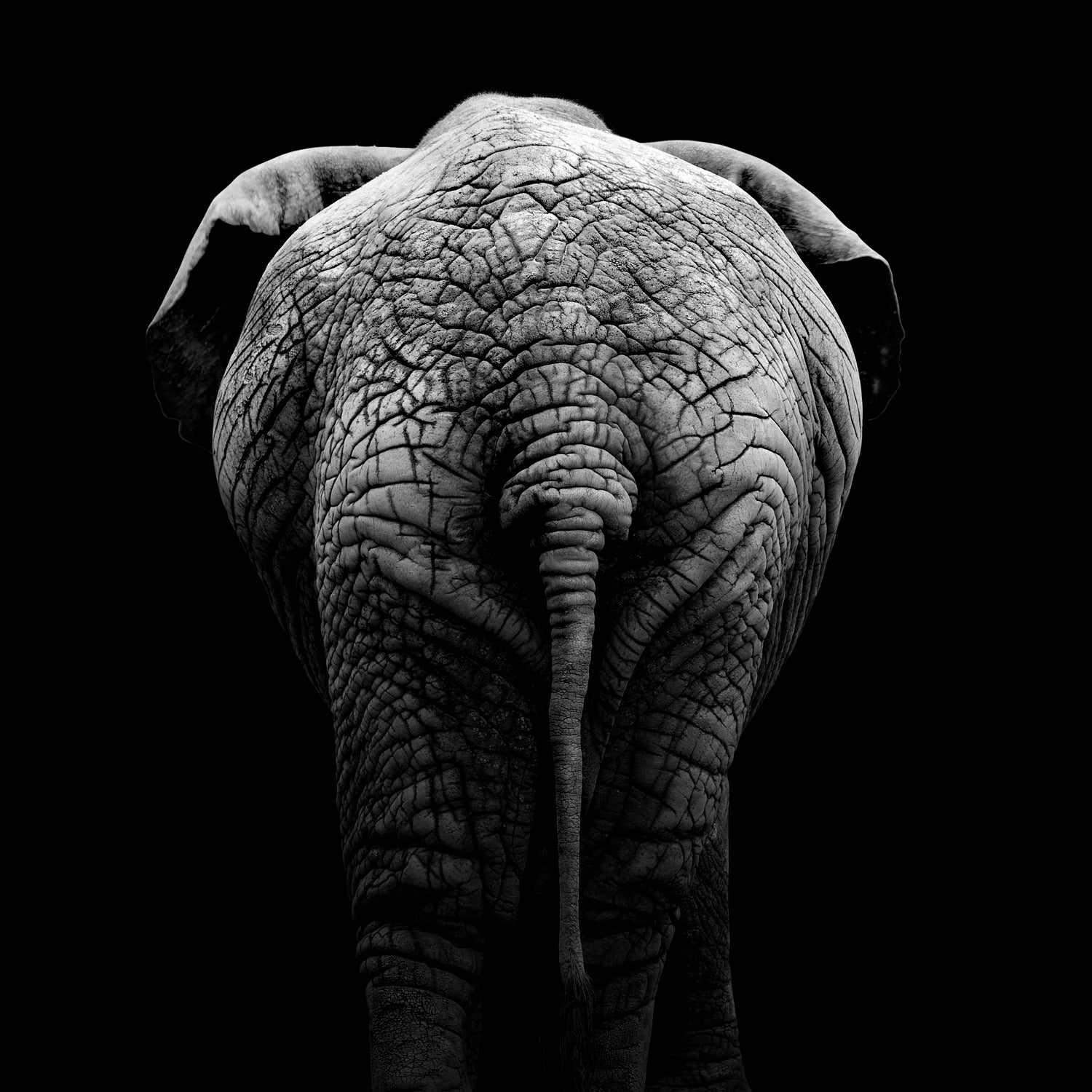 Elephant In Black And White by Lukas Holas on GIANT ART - black photo manipulation