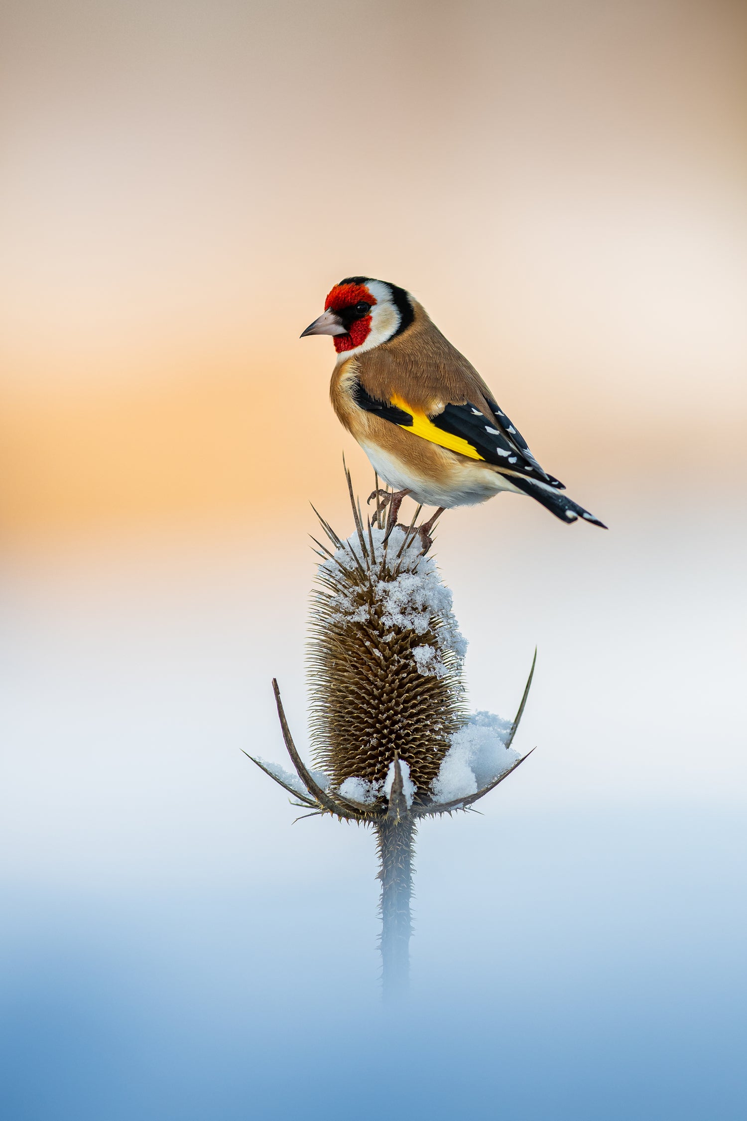 Chardonneret élégant by NICOLAS GROFFAL on GIANT ART - yellow photo illustration