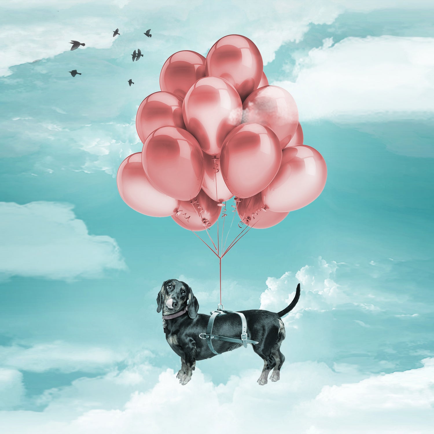 Dachshund Drift by Vin Zzep on GIANT ART - white digital drawing