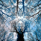 Meditative power of forest by SILVIA WISCHEROPP on GIANT ART - blue photo illustration