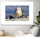 Magic Seagull on the Baltic Sea by SILVIA WISCHEROPP on GIANT ART - blue photo illustration