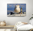 Magic Seagull on the Baltic Sea by SILVIA WISCHEROPP on GIANT ART - blue photo illustration