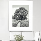 El Árbol by Adrian Daine on GIANT ART - white photo illustration