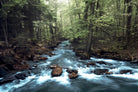 River through the Woods by William Cuccio on GIANT ART - green photo illustration