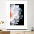 White Flower by Konstantin Sevostyanov on GIANT ART - white photo illustration