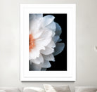 White Flower by Konstantin Sevostyanov on GIANT ART - white photo illustration